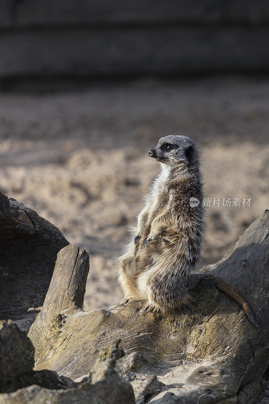 猫鼬(Suricata suricatta)